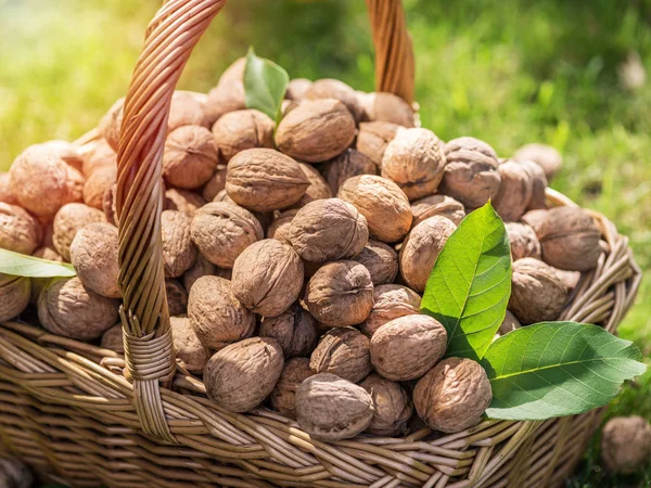 Raccolta Noci Noci Nel Cestino Sull Erba Verde — Foto Stock