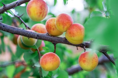 Meyve bahçesinde olgun kayısılar. Doğa arkaplanı.