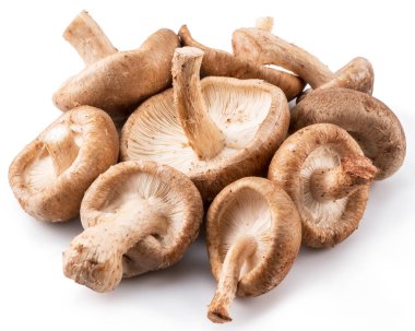 shiitake mantar beyaz zemin üzerine.