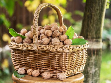 Ceviz hasat. Ceviz ahşap masa üzerinde sepet.