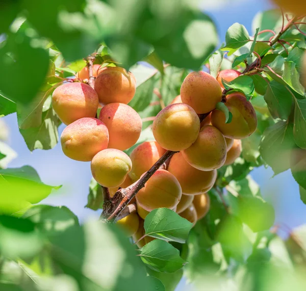 Reife Aprikosen Auf Dem Obstbaum Blauer Himmel Hintergrund — Stockfoto