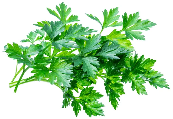 Bunch Parsley Herb Isolated White Background — Stock Photo, Image