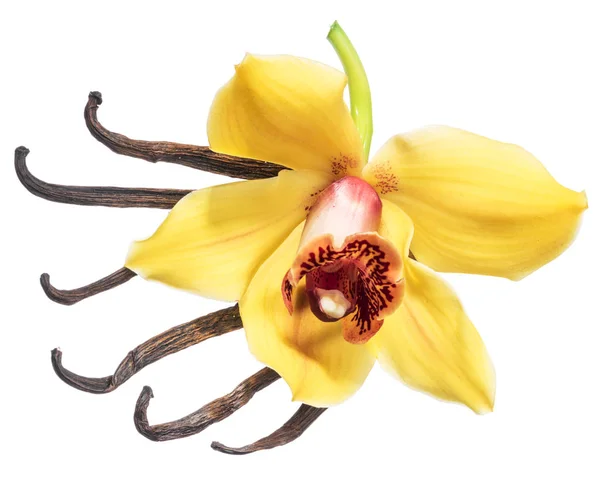 Szárított Vanília Gyümölcsök Orchidea Vanília Virág Elszigetelt Fehér Background — Stock Fotó