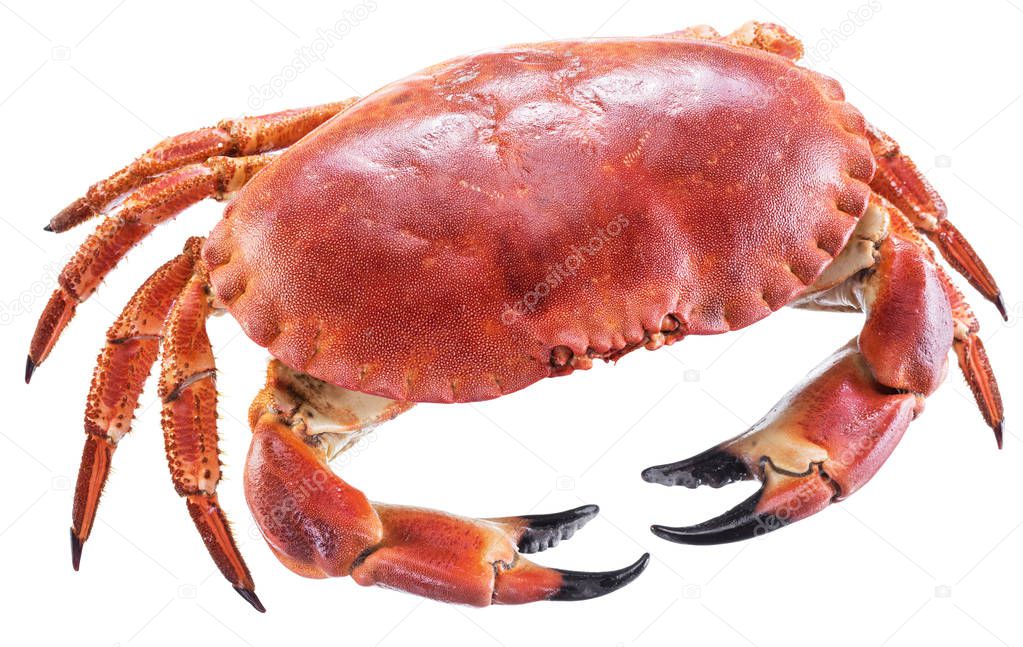Cooked brown crab or edible crab isolated on the white background.
