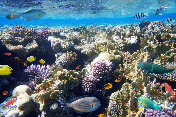 多彩的珊瑚礁鱼类的红海 — 图库照片