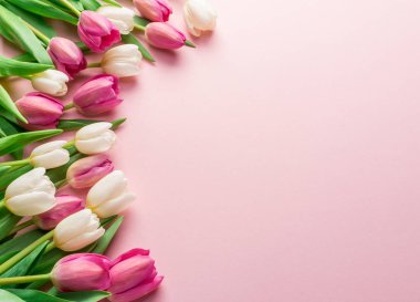 Lightpink arka plan üzerinde beyaz ve Pembe lale. Üstten görünüm.