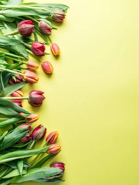 Ніжні Свіжі Тюльпани Жовтому Тлі Вид Зверху — стокове фото