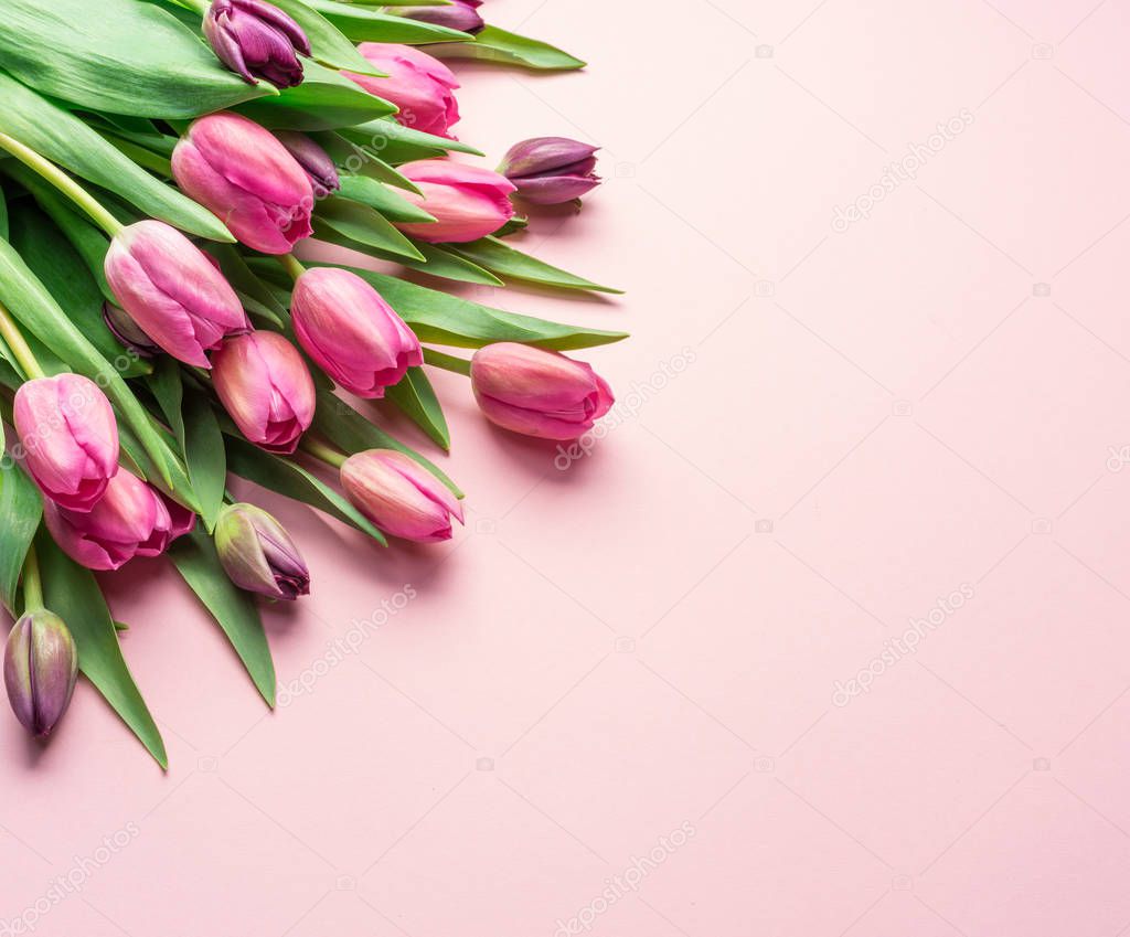 Delicate pink tulips on lightpink background.  Top view.