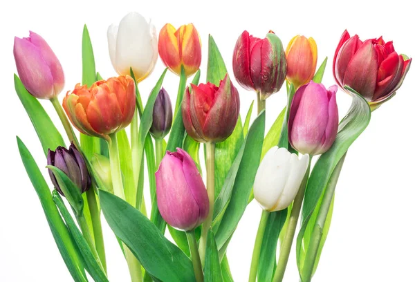Kolorowy Bukiet Tulipanów Białym Tle Tło Wiosny — Zdjęcie stockowe