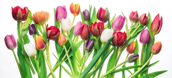 Colorful Bouquet Tulips White Background Spring Background — Stock Photo, Image