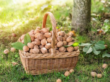 Ceviz hasadı. Yeşil çimlerin üzerindeki sepette cevizler.