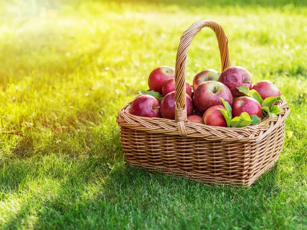 Elma Hasatı Yeşil Çimlerin Üzerindeki Sepette Olgun Kırmızı Elmalar — Stok fotoğraf
