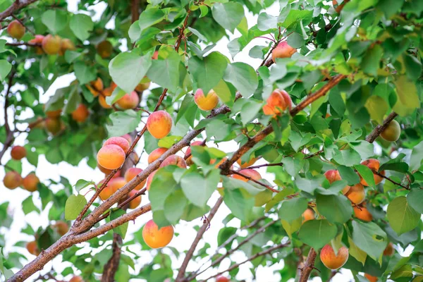 果园树上的杏仁成熟了 自然背景 — 图库照片