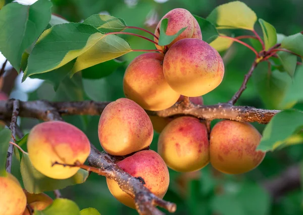 Ripe Apricots Orchard Tree Nature Background — Stock Photo, Image