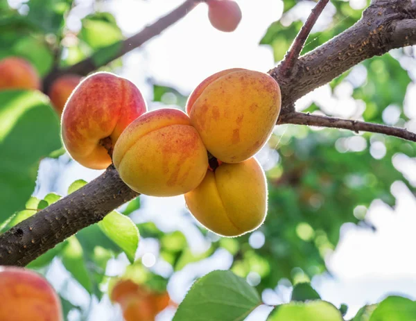 Orchard Ağaçta Olgun Kayısı Atış Kapatın Arka Plan Mavi Gökyüzüne — Stok fotoğraf