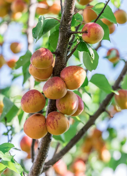 Orchard Ağaçta Olgun Kayısı Sürü Yakın Çekim Doğa Arka Plan — Stok fotoğraf