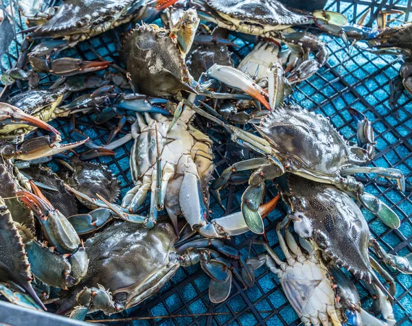 Several Blue Crabs Net Close Shot — Stock Photo, Image