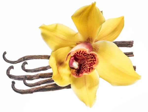 Gedroogde Vanille Vruchten Vanille Orchideebloem Geïsoleerd Witte Achtergrond — Stockfoto