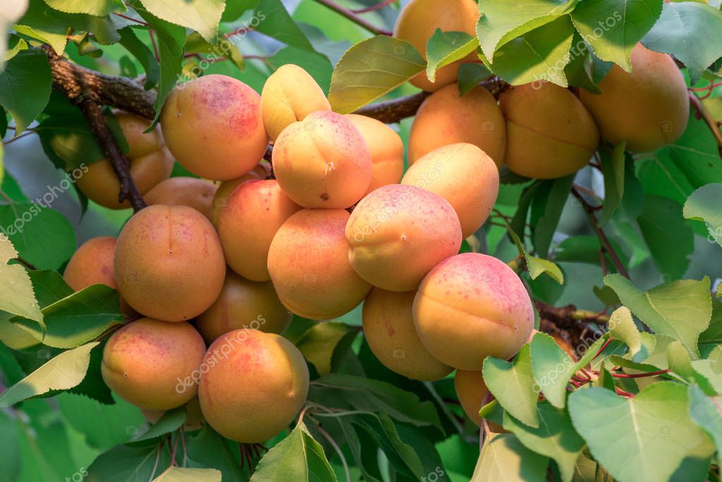 Ripe Apricots Orchard Tree Nature Background — Stock Photo © Valentyn