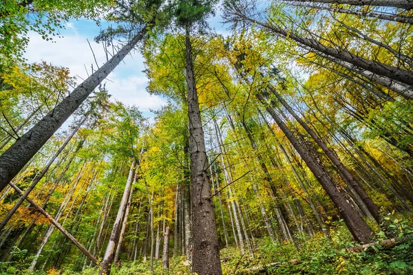 Güzel Sonbahar Orman Dağlarda Alt Görünümü — Stok fotoğraf