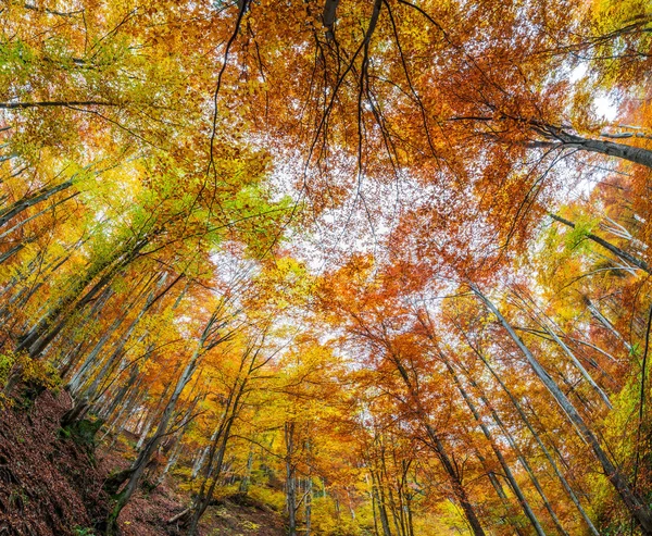 Wunderschöner Herbstwald Den Bergen Von Unten — Stockfoto