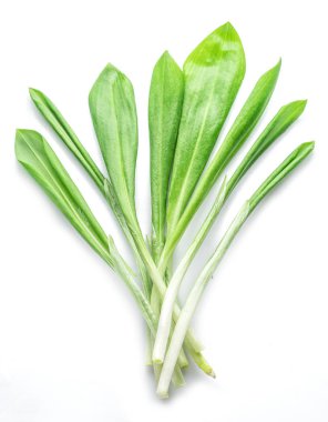 Beyaz arka plan üzerinde genç taze yabani sarımsak bırakır.