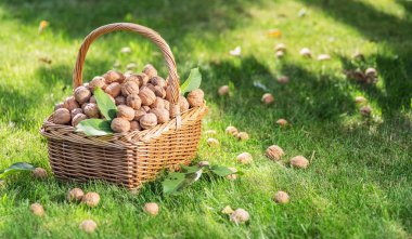 Ceviz hasadı. Yeşil çimlerin üzerindeki sepette cevizler.