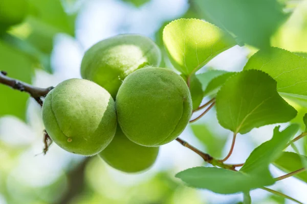 Damascos Verdes Pomar Jardim Natureza Fundo — Fotografia de Stock