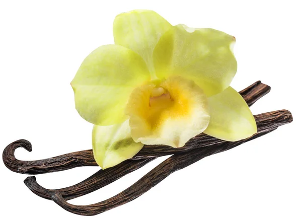Getrocknete Vanillefrüchte Und Orchidee Vanilleblume Isoliert Auf Weißem Hintergrund Schneidpfad — Stockfoto