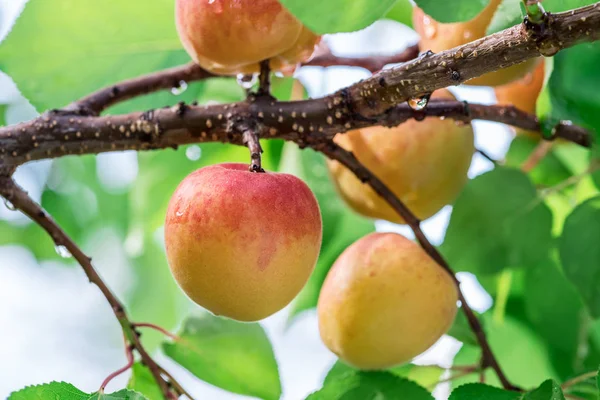 Ripe Apricots Orchard Tree Nature Background — Stock Photo, Image