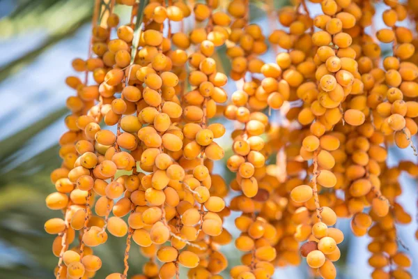 Date Frutti Sull Albero Primo Piano — Foto Stock