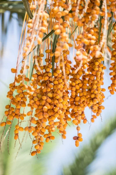 Cita Frutas Árbol Primer Plano — Foto de Stock