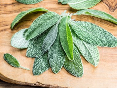 Fresh leaves of garden sage on the wooden background. clipart