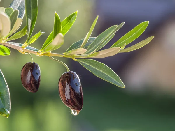 Une Goutte Huile Olive Tombant Des Baies Scintillant Soleil Vue — Photo