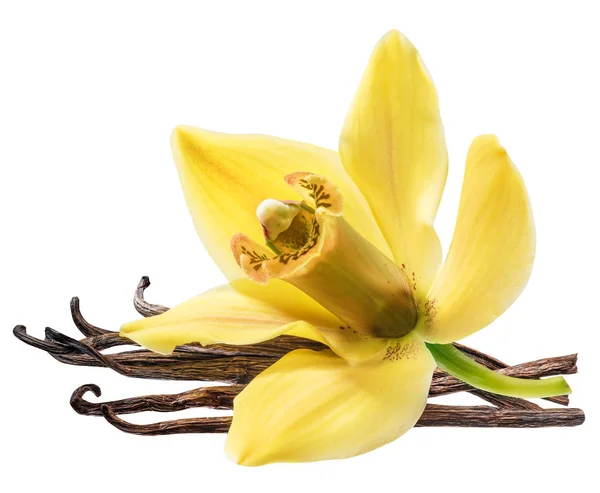 Sušené Ovoce Vanilka Vanilkové Květ Orchideje Izolovaných Bílém Pozadí Ořezová — Stock fotografie