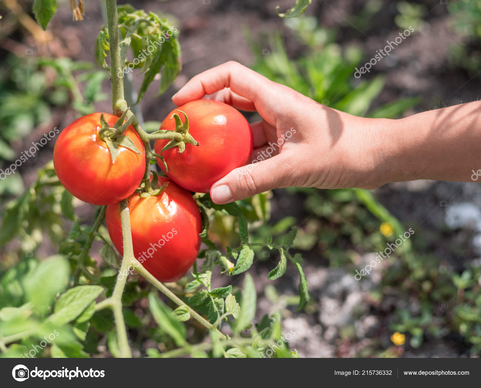 Tomato Harvesting Female Hand Picking Tomatoes Plant Stock Photo by