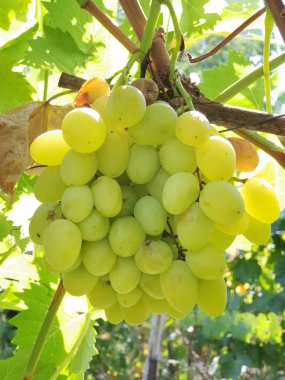 Beyaz masa üzüm asma üzerinde. Güneş ışığı altında üzüm kümesinin yakın çekim shot.