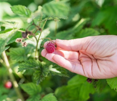 Kadın eli bir Bush olgun ahududu kapalı gözyaşları. Arka plan yeşil yaprakları.