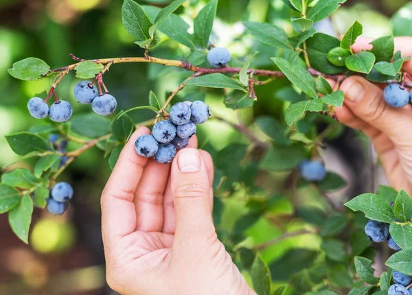 Blueberries Picking Female Hand Gathering Blueberries — Stock Photo, Image