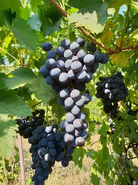 Winogrona Granatowe Winorośli Zbliżenie Winogron Klastra Słońcu — Zdjęcie stockowe