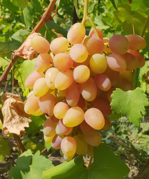 Rosa Tafeltrauben Der Rebe Nahaufnahme Einer Traube Sonnenlicht — Stockfoto