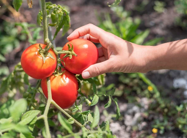 Cosecha Tomate Hembra Que Recoge Tomates Planta —  Fotos de Stock