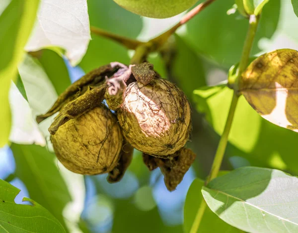 Walnoot Tak Van Boom Walnoot Valt Uit Schelp Sunny Herfstdag — Stockfoto