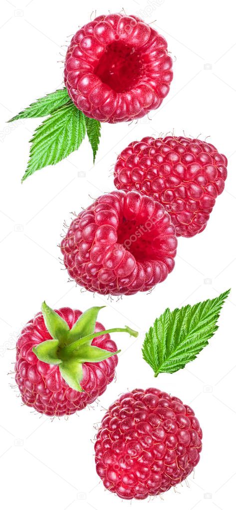 Set of five ripe raspberries with raspberry leaves isolated on white background. Flying motion effect.