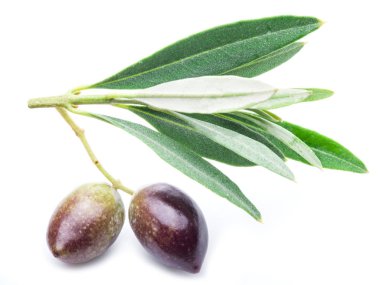 Beyaz arka plan üzerinde yaprakları ile iki taze zeytin.