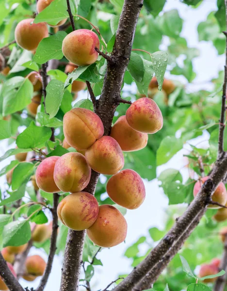 Olgun Kayısı Orchard Ağaç Günler Yağmur Sürü Atış Kapatın Arka — Stok fotoğraf