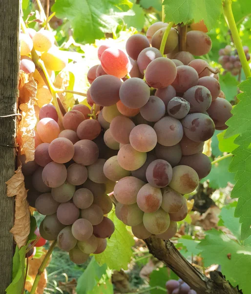 Pink Table Grapes Vine Close Shot Grape Cluster Sunlight — Stock Photo, Image