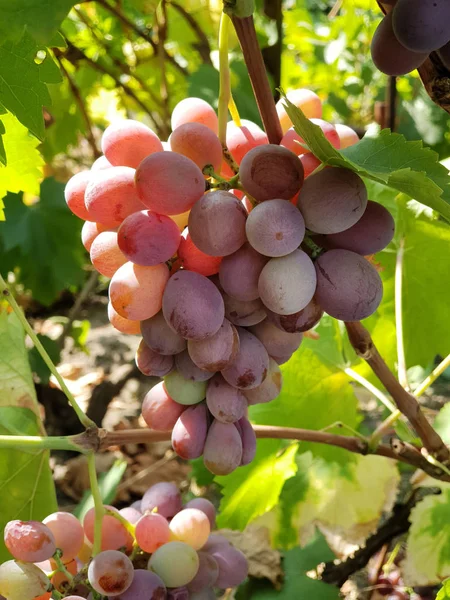 Rosa Tafeltrauben Der Rebe Nahaufnahme Einer Traube Sonnenlicht — Stockfoto