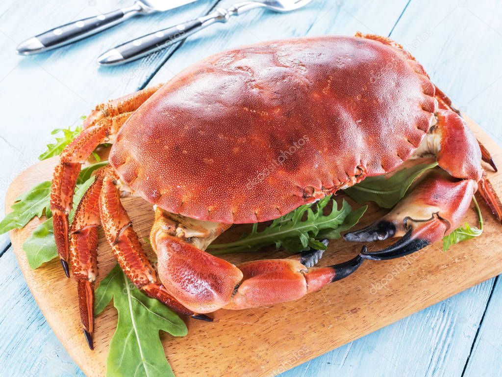 Cooked brown crab or edible crab isolated on the blue wooden table.