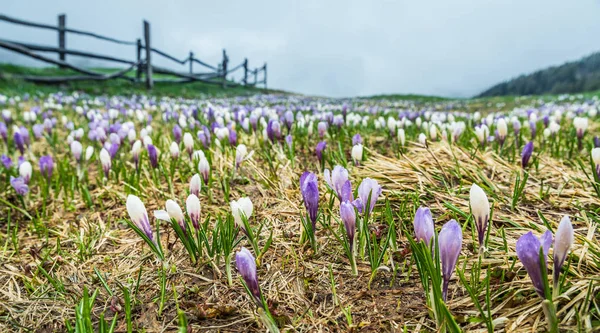 Collines Couvertes Fleurs Crocus Dans Les Alpes Des Dolomites Gros — Photo